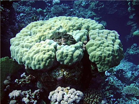 珊瑚,软体动物