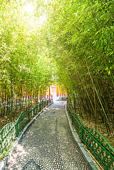 河南郑州新郑黄帝故里景区的竹林与文化长廊