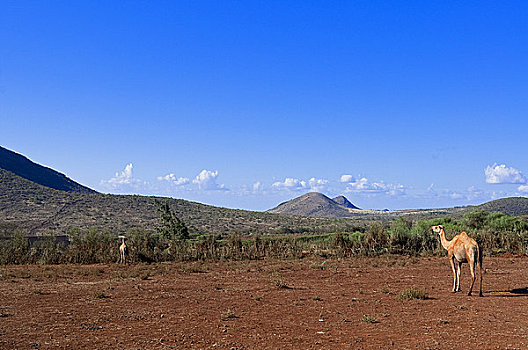骆驼,国家公园,自然保护区,地区,肯尼亚