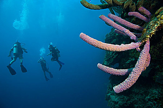 潜水,分岔,花瓶,海绵,加勒比,深潜,海湾群岛,洪都拉斯,中美洲