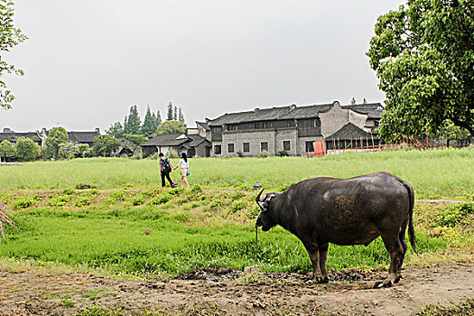 乌镇古镇风光