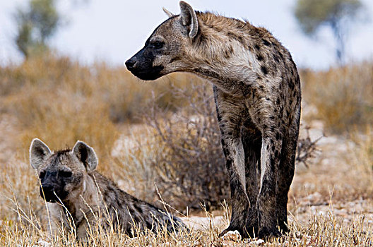 斑点土狼,斑鬣狗,卡拉哈迪大羚羊国家公园,卡拉哈里沙漠,北开普,南非,非洲