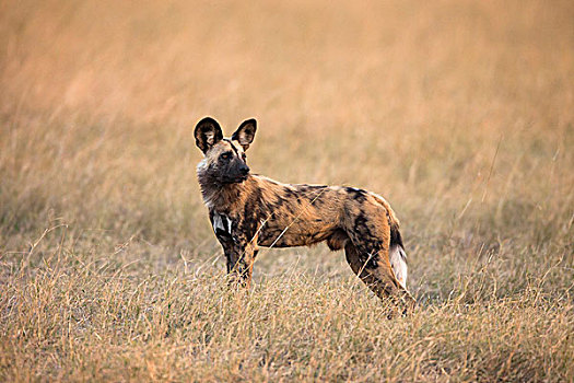 野狗,非洲野犬属,站立,草,扭头,奥卡万戈三角洲,博茨瓦纳,非洲