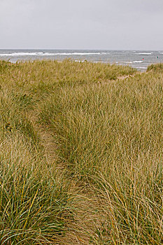 步道,高草,爱德华王子岛,国家公园,北岸,加拿大