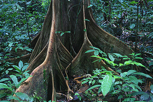 马来西亚沙捞越州沙捞越,穆鲁山国家公园热带雨林树木的板根