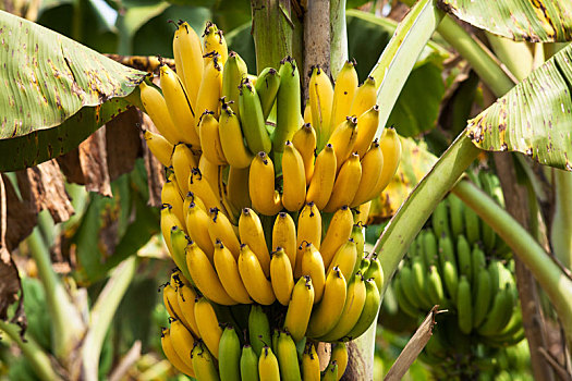 香蕉树