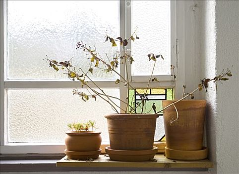 盆栽,窗台,室内,冬天