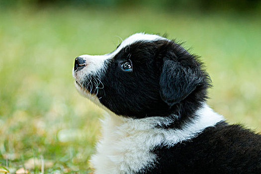 博德牧羊犬,小狗,黑白,老