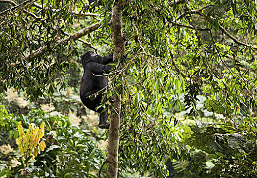 山地大猩猩,幼小,火山国家公园,卢旺达