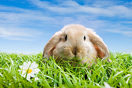 兔子,草地