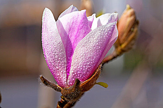 一朵紫色的玉兰花