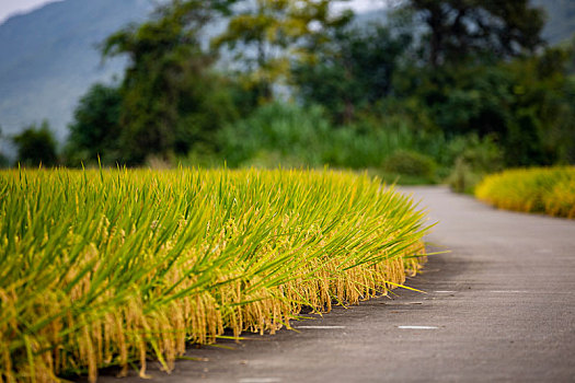 乡村公路旁的金色稻田