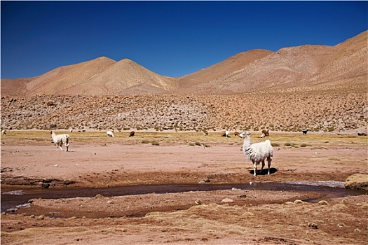 喇嘛,阿塔卡马沙漠,智利