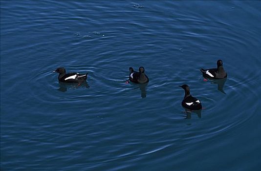 黑色,海雀,游泳,小湾