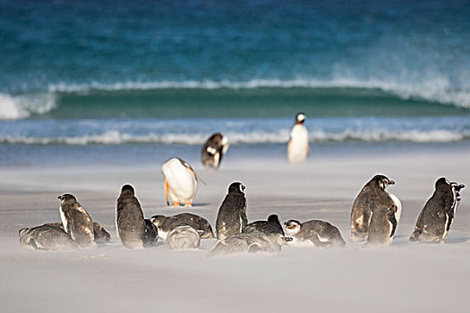 麦哲伦企鹅,小蓝企鹅,海滩,南美,福克兰群岛