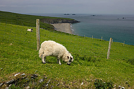 岛屿,凯瑞郡,爱尔兰,家园,绵羊,放牧