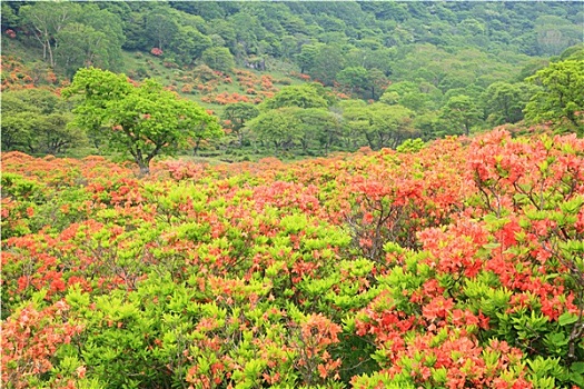 日本,杜鹃花,高原
