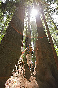 女人,远足,树林,成熟林,红杉,靠近,加利福尼亚,美国