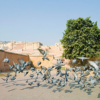 鸽子,堡垒,琥珀堡,斋浦尔,拉贾斯坦邦,印度