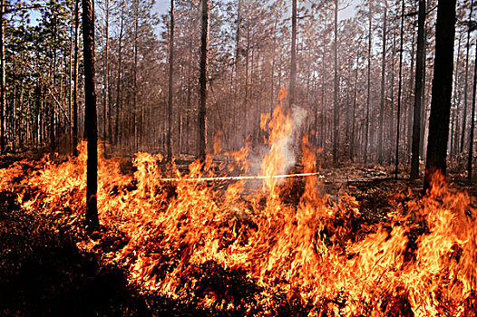 森林火灾,俄勒冈,美国