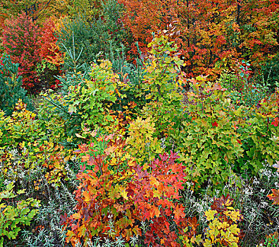 秋叶,基拉尼省立公园,安大略省,加拿大