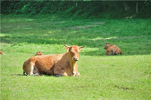 母牛,草地