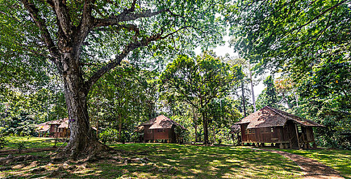木质,小屋,丛林,国家公园,马来西亚,亚洲