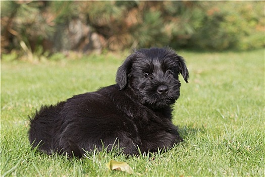 小狗,巨大,黑色,髯狗,草坪