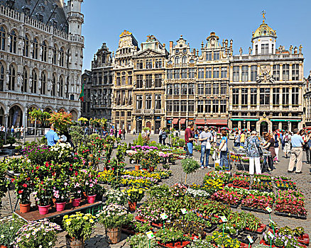 大广场,花,市场,布鲁塞尔,比利时