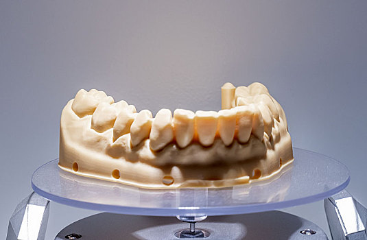 口腔牙科假牙模型展示