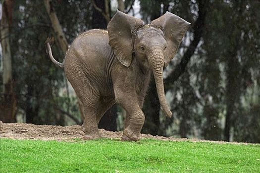 非洲象,幼兽,玩耍,姿势,耳,室外,非洲