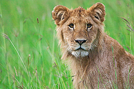 狮子,草,马赛马拉国家保护区,肯尼亚