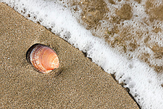 壳,沙子,海滩