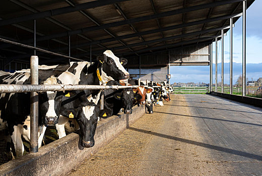 母牛,畜栏,清新空气,亮光,弗里斯兰省,荷兰
