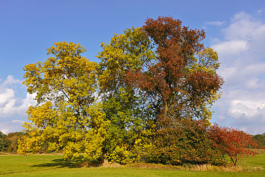 小树林,树,秋色,中间,生物保护区,德绍,萨克森安哈尔特,德国,欧洲