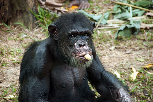 黑猩猩,吃,香蕉
