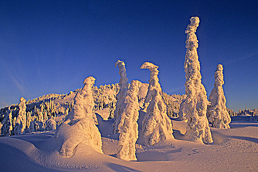 灵异,树,雪,省立公园,不列颠哥伦比亚省,加拿大