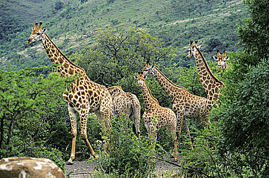 长颈鹿,群,成年,肯尼亚