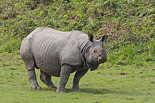 犀牛,犀科,卡齐兰加国家公园,阿萨姆邦,东北方,印度,亚洲