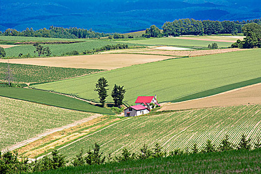 田园,风景,美瑛町,北海道,日本