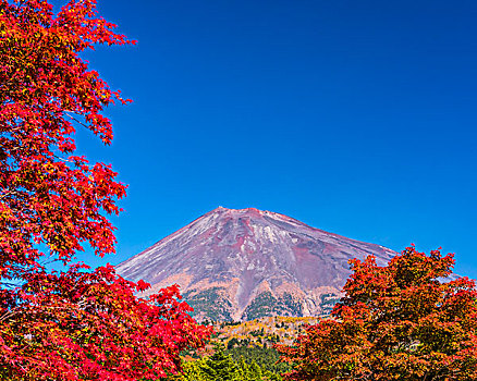 秋叶,山,富士山