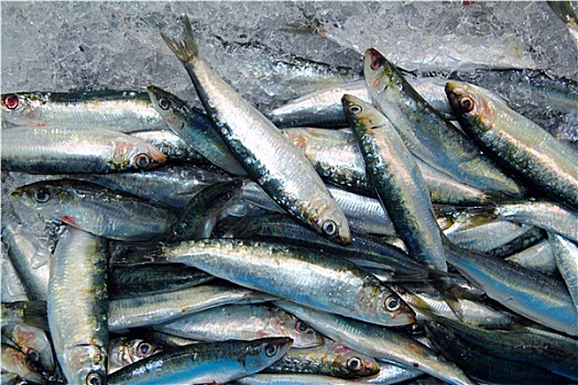 沙丁鱼,鲜鱼,海鲜,冰,海洋,市场
