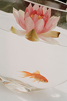 莲花,漂浮,高处,金鱼,玻璃碗