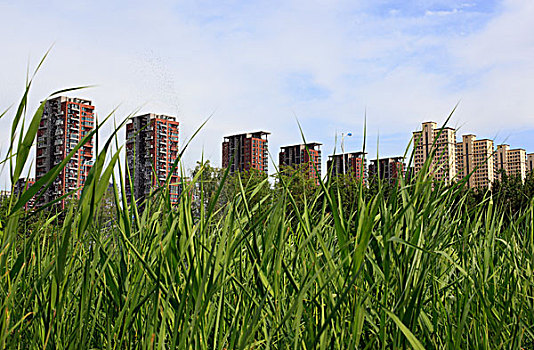 住宅区,庭院,园林