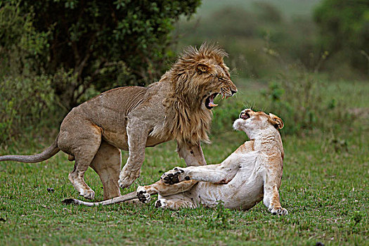 非洲狮,狮子,马赛马拉,公园,肯尼亚