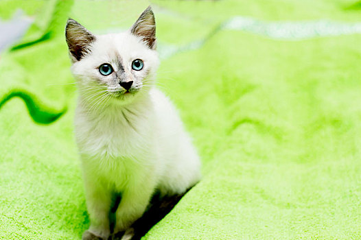 雪白,小猫,蓝眼睛,坐,床