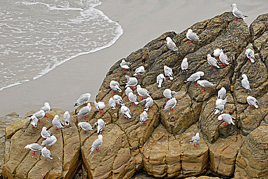 海鸥,地方物种,粗毛,靠近,北方,达尼丁,南岛,新西兰