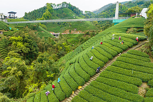 中国广西贺州昭平生态茶园春季自然风光景色优美