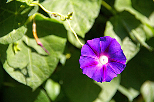 一朵紫色喇叭花