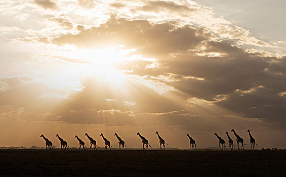 长颈鹿,日落,安伯塞利国家公园,裂谷,肯尼亚